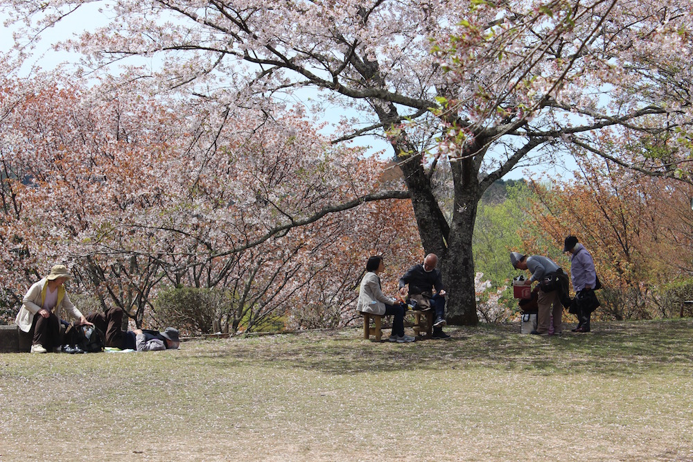 Hanami 2019