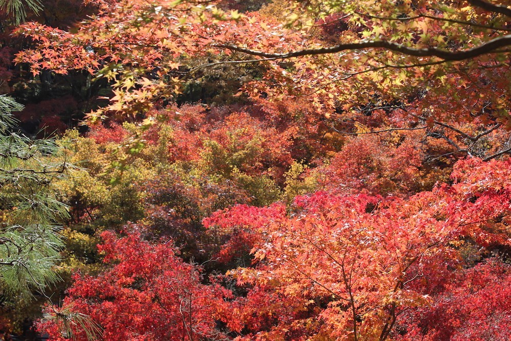 kofukuji