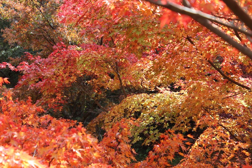 kofukuji2