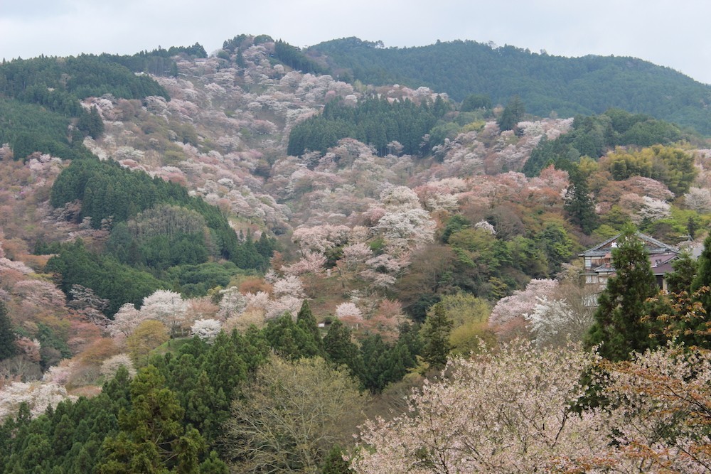 Yoshino1