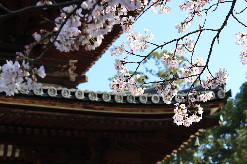 ninnaji1