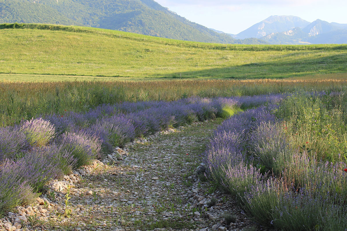 chemin lavandes